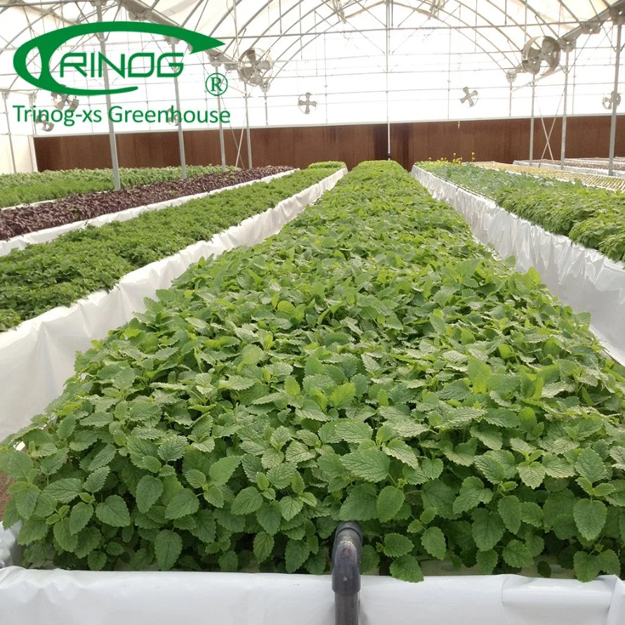 Commercial Greenhouse Hydroponics System Soilless Culture for Vegetables