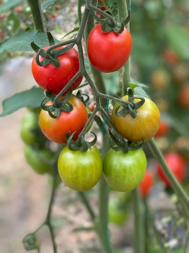 Greenhouse Hydroponic Growing Systems Dutch Bucket Planting System for Tomato Vine Vegetables Growing