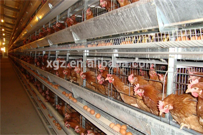 Bajo costo de suministro de la fábrica recomienda Estructura de acero prefabricados Poulrty Gallinero