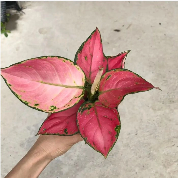 Aglaonema Lady Valentine Decorative Bonsai Plants