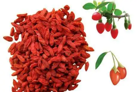 Organic Low Pesticides EU Standard Goji Berry High quality/High cost performance 