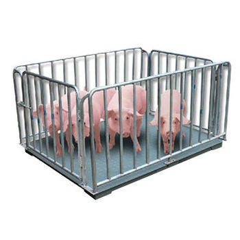 1000kg 1,5 x 1,5 m Rinderwaage für Schweinegang