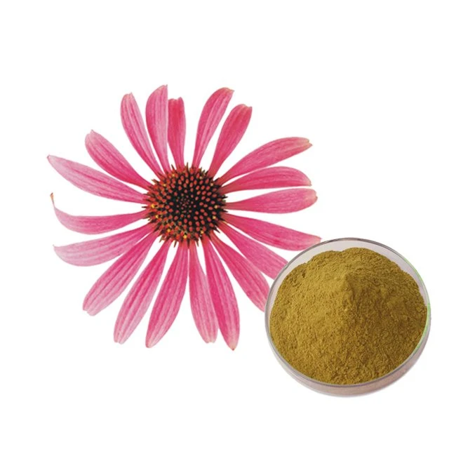 GMP Manufacturer الماء Soluble Echinacea استخراج