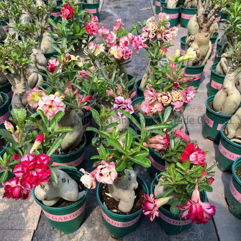 Grafted Adenium Desert Rose Live Plant Adenium Obesum Flower Plants