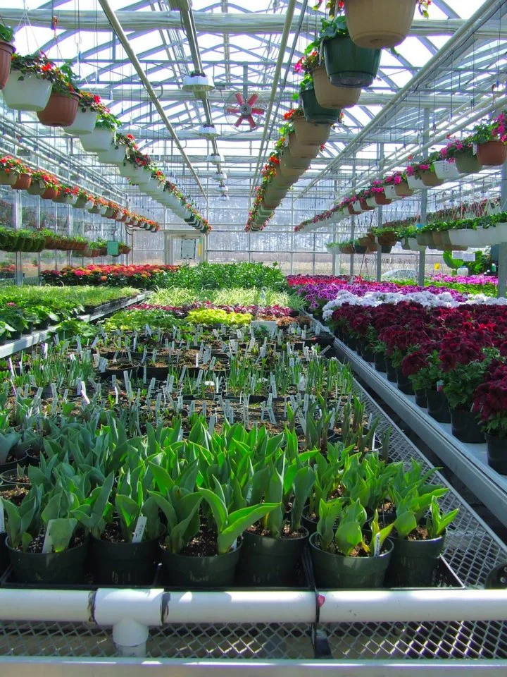 Estufa da película do berçário com Bench rolando e irrigação da cabeça para flores, tomates, morangos