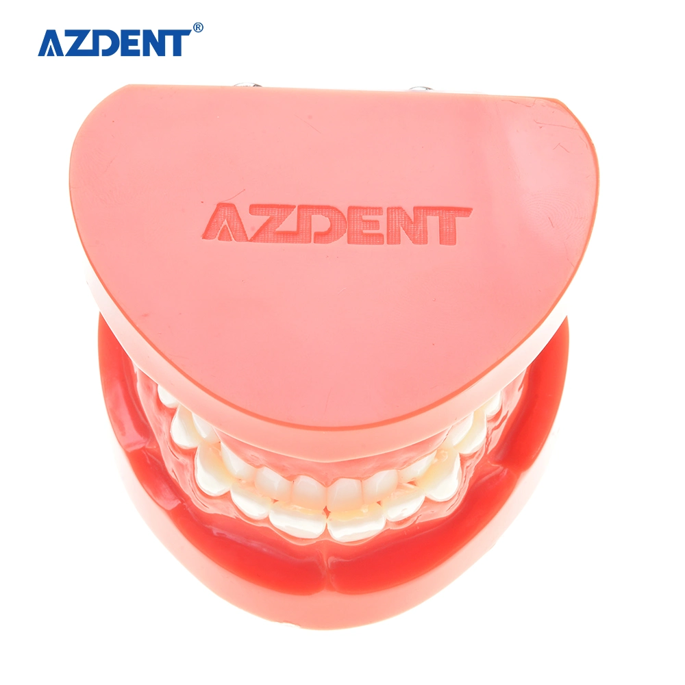 De tamaño estándar de alta calidad Azdent modelo de estudio Dental Modelo/dientes