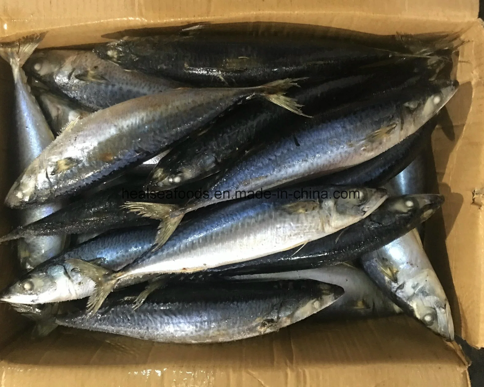 Best Frozen Pacific Mackerel with Factory Price