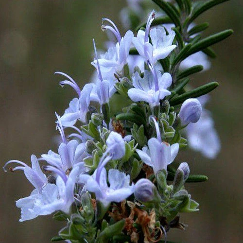 Rosemary Extract for as Antimicrobial Used in Health Food