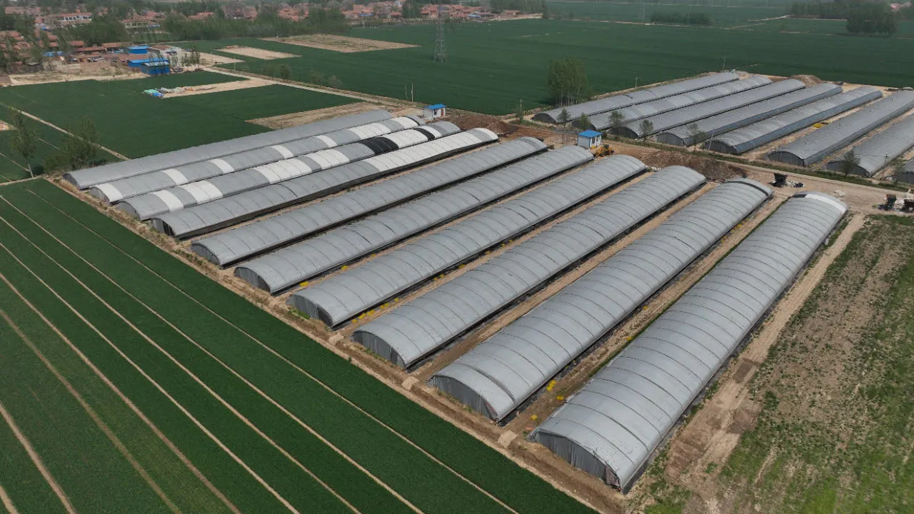 Seul Span serre avec film de type tunnel de rideaux de lumière pour effet de serre de privation de champignon