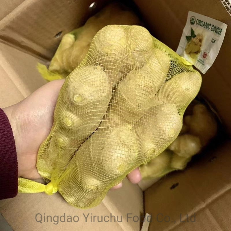 Fresh Shine Yellow Dry Ginger Supplier