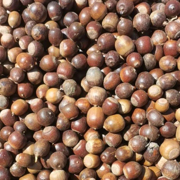 Quercus Rubra Seeds/Red Oak Seeds with Higher Germination Rate