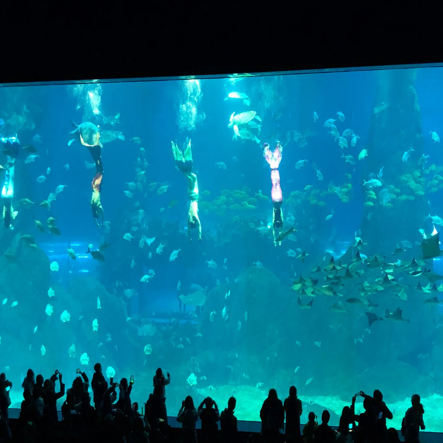 Guinness World Records of Acrylic Aquarium Sheet