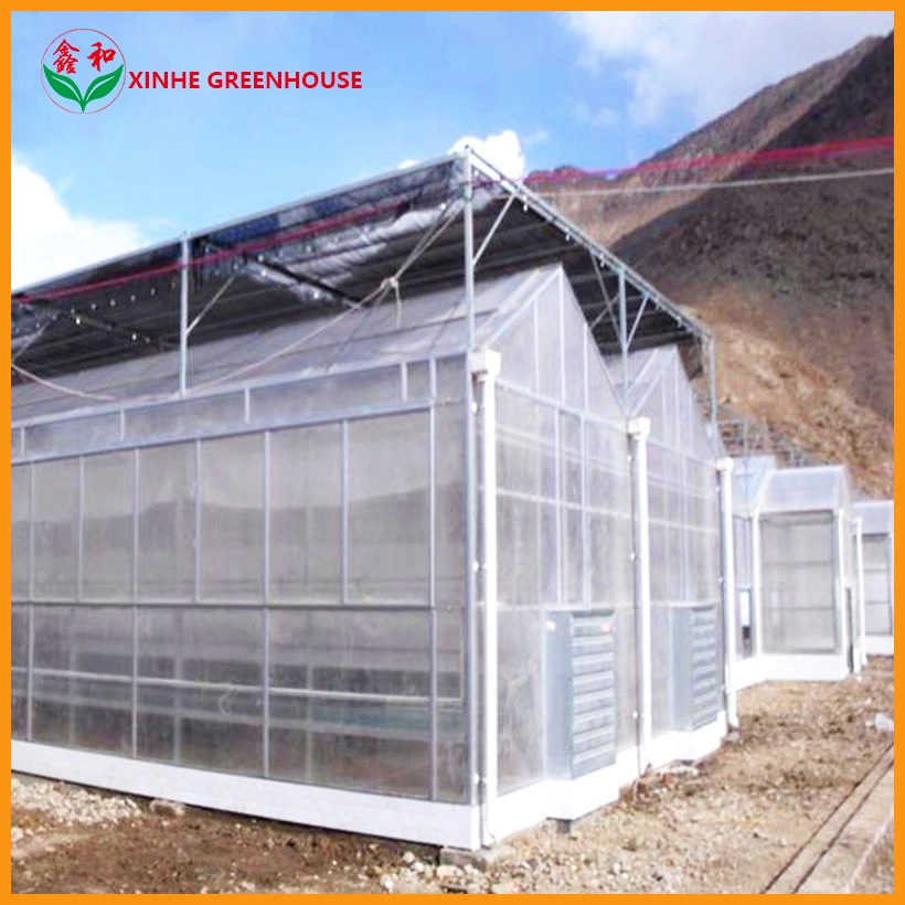 Polycarbonate Greenhouse for Hydroponic System for Tomato and Lettuce
