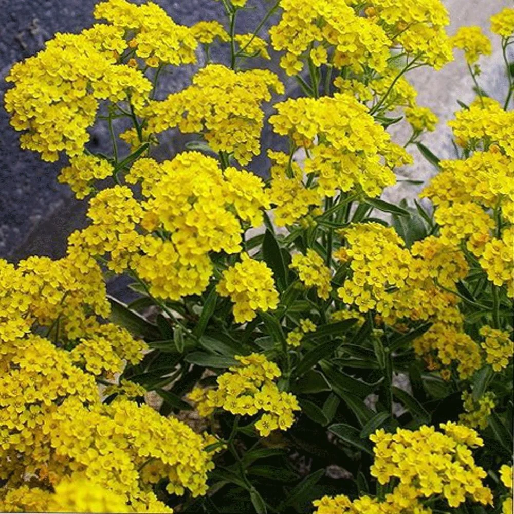 Touchhealthy Supply Aurinia Saxatilis Seeds/Yellow Alyssum Seeds