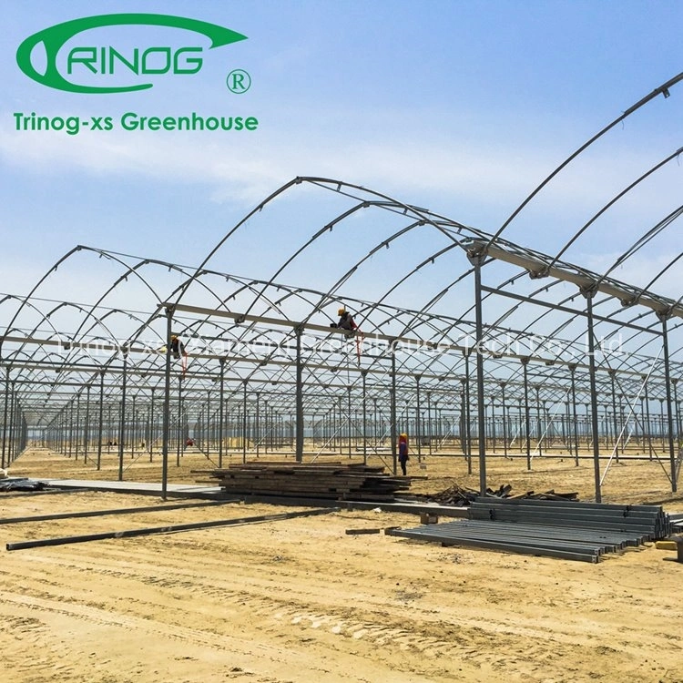 Trinog Greenhouse Multi-Span Arch Type PE/Po Plastic/Film Agricultural Greenhouse with Hydroponics System for Tomato/ Cucumber/ Lettuce/ Pepper Planting