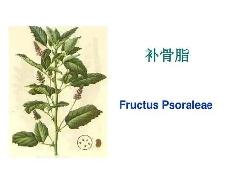 E. K Herb Fructus Psoraleae Extract Bakuchiol Oil Wholesale/Supplier CAS 10309-37-2