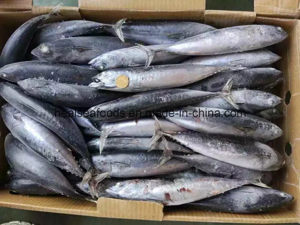 Listado de Atún congelado pescado bonito congelado