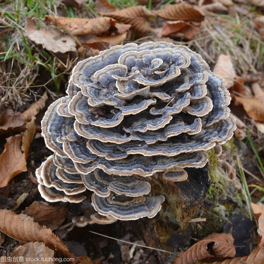 Dried Turkey Tail Mushroom, Trametes Versicolor, Coriolus Versicolor, Polyporus Versicolor Supplier