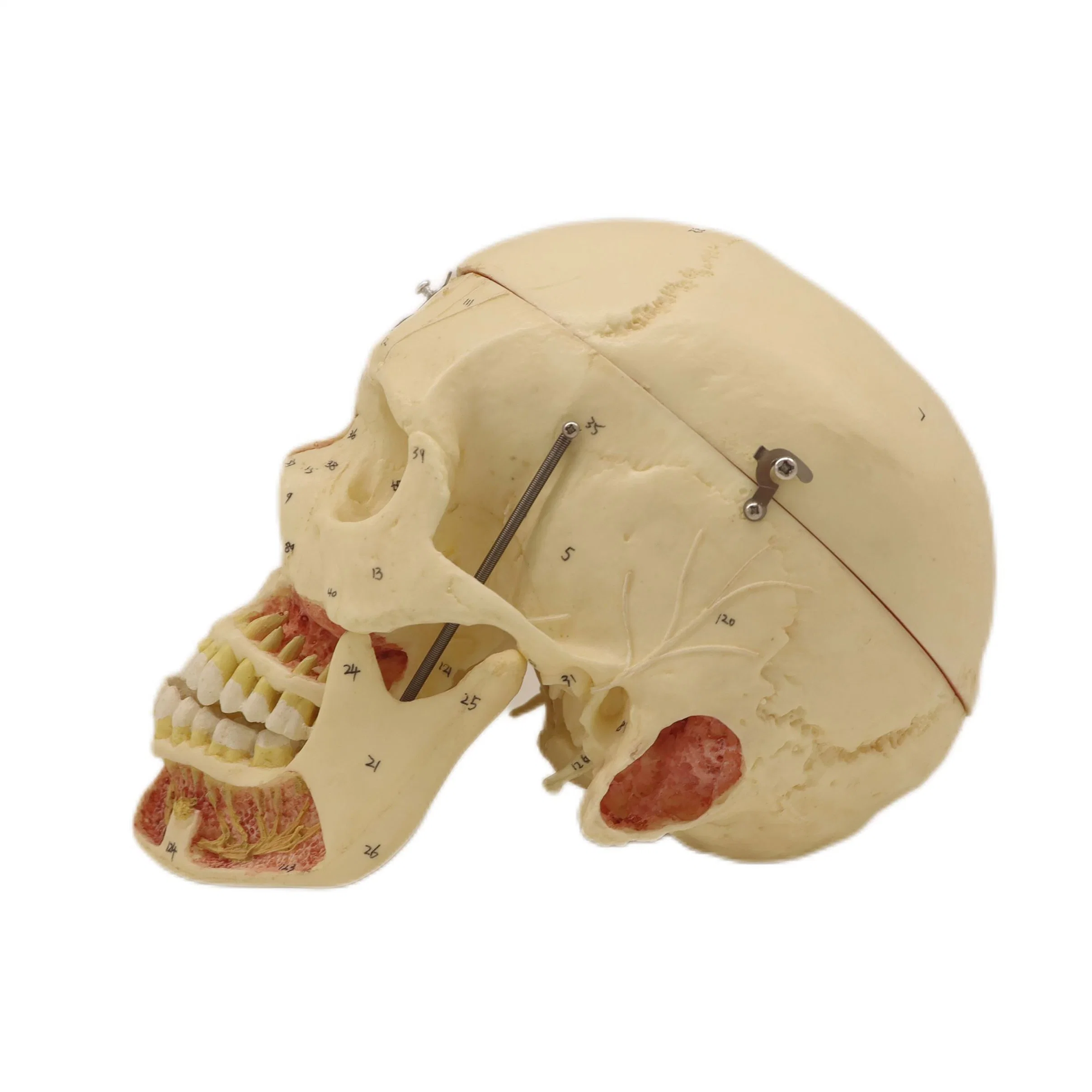 Good Quality of Medical Teaching Anatomical Model of Adult Skull with Blood Vessels and Nerves