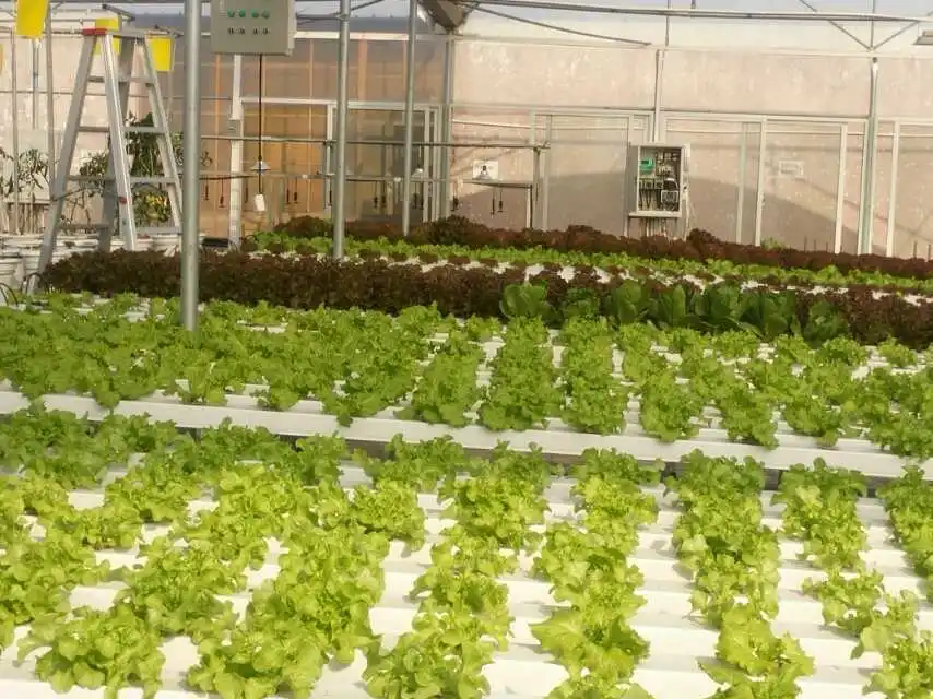 PVC hydroponic Growing NFT Channels System für Salat