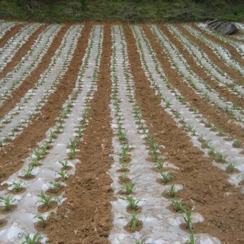 Película de mulch PE película de plástico blanco cubierta de tierra Protección contra escarcha