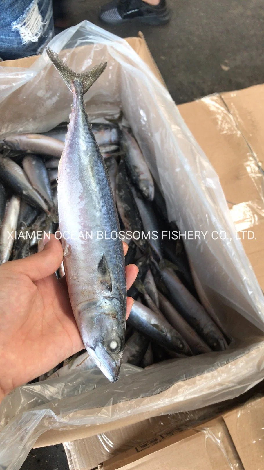New Landing Frozen Mackerel for Sale/for Canning with Best Quality