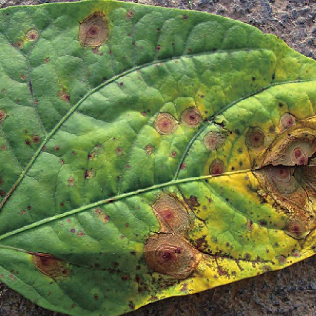 Fabrik Lieferant Landwirtschaftliche Chemikalien Cyprodinil 37,5% Fludioxonil 25% Wg Fungizid