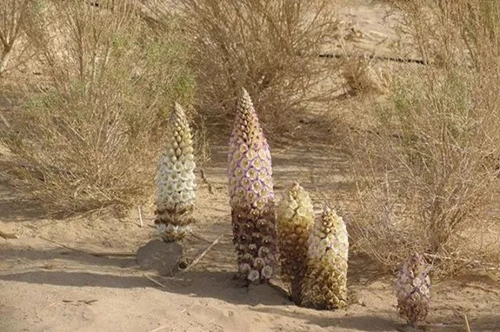 Cistanche Deserticola Extrakt, Bio-Natürliche Cistanche Deserticola Extrakt