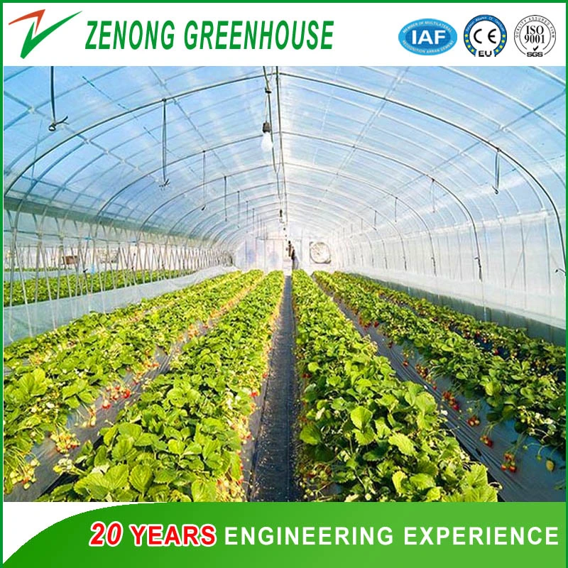 Garden Used Film Covered Tents Greenhouse for Seed Nursery/Planting Vegetables/Flowers