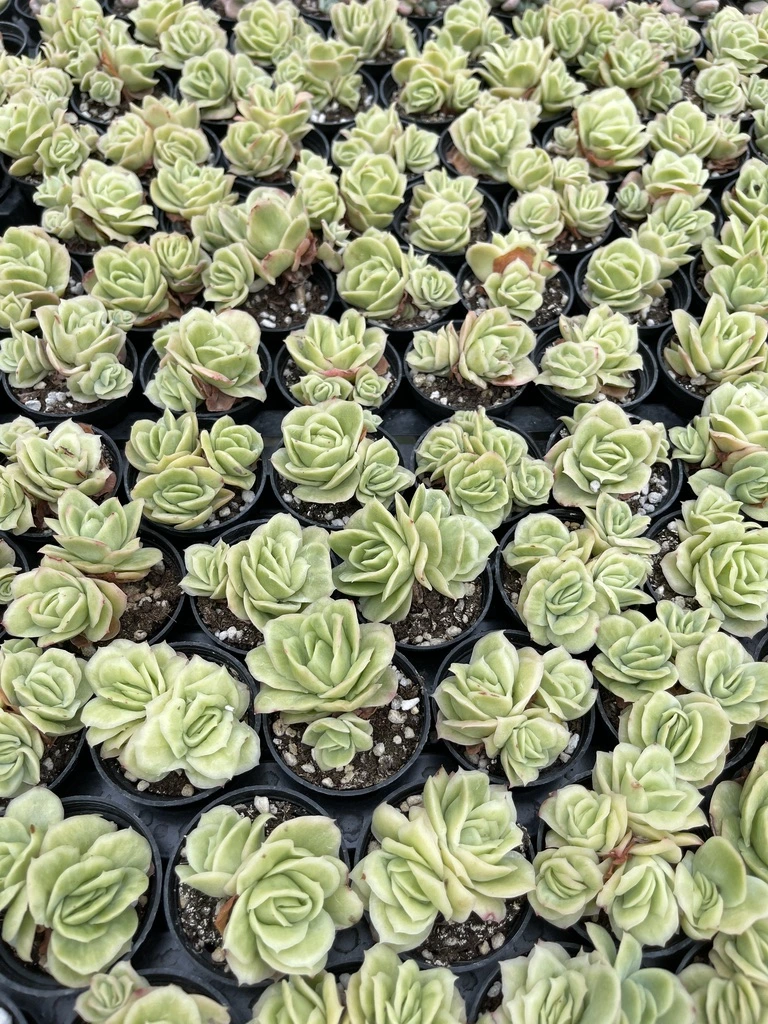 China High-Quality Echeveria Variegated Natural Live Plants Succulents