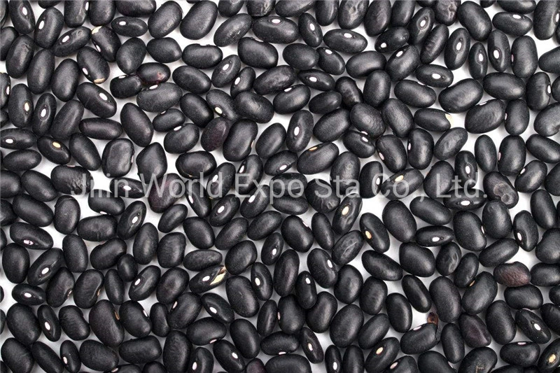 Secado de alta calidad de la fábrica alubias negras