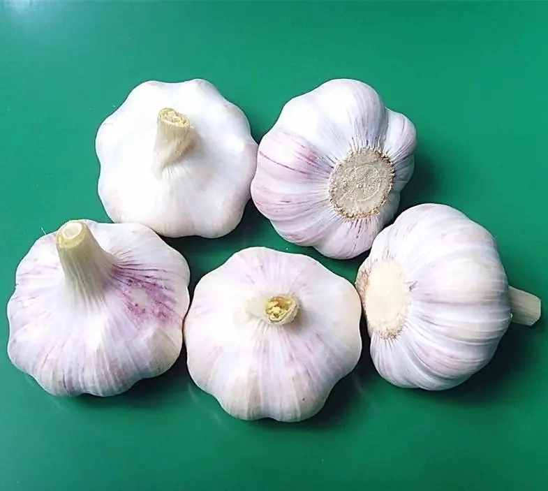 Fresh Garlic New Crop Export to Saudi Market with 5kg Mesh Bag