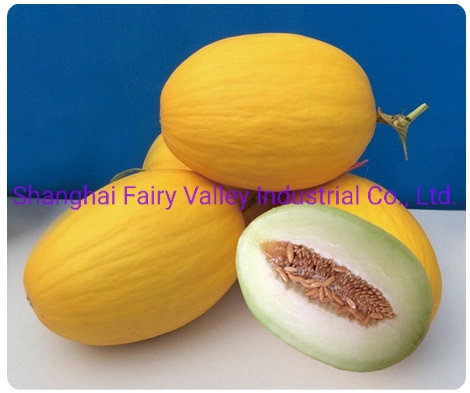 High Quality Hybrid F1 Yellow Peel White Flesh Sweet Melon Seeds for Growing-Sweet Honey No. 9