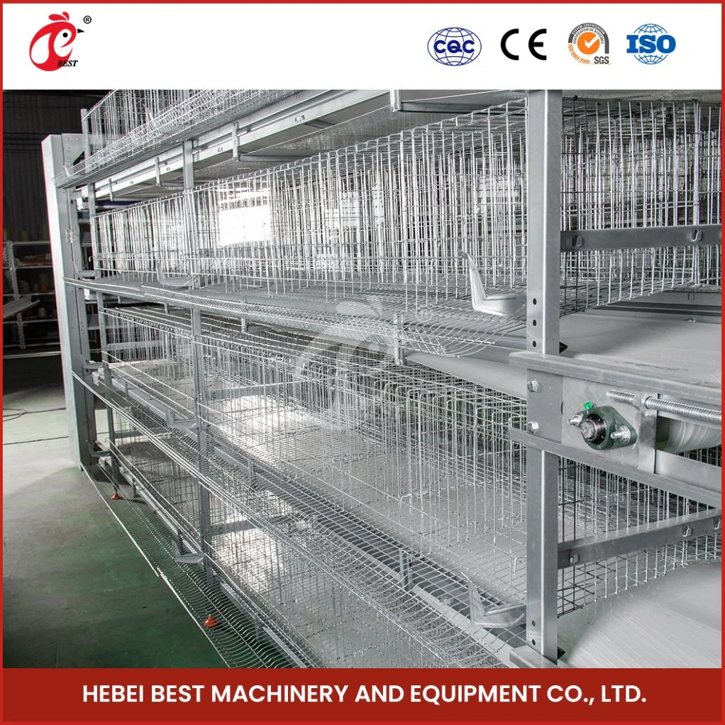 Bestchickencage H Type Pullet Coop Breeder Cage China Metal Frame Pullet Hen Coop Supplier OEM Customized Plastic Material Pullet Chicken Coop Hutch