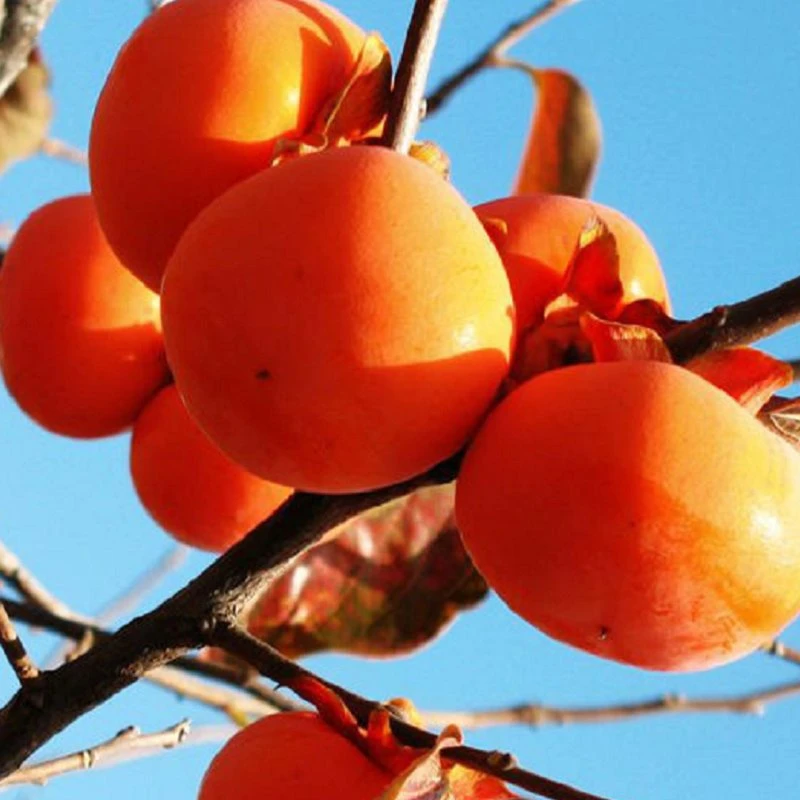 Nouvelle récolte chinoise gâteaux secs de Persimmon Persimmons séchés exportation de fruits Ssweet à vendre