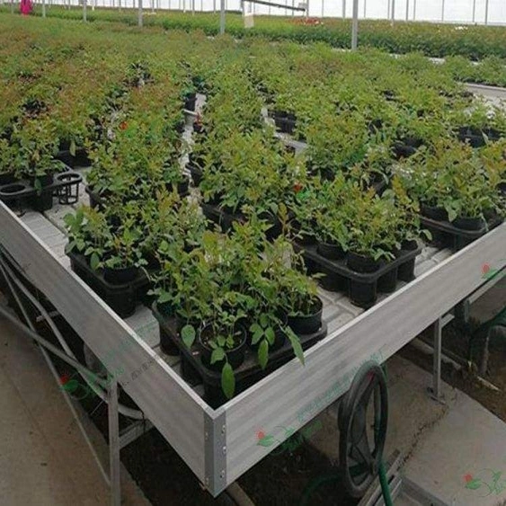 Greenhouse Flower Seedling Cultivation Bed