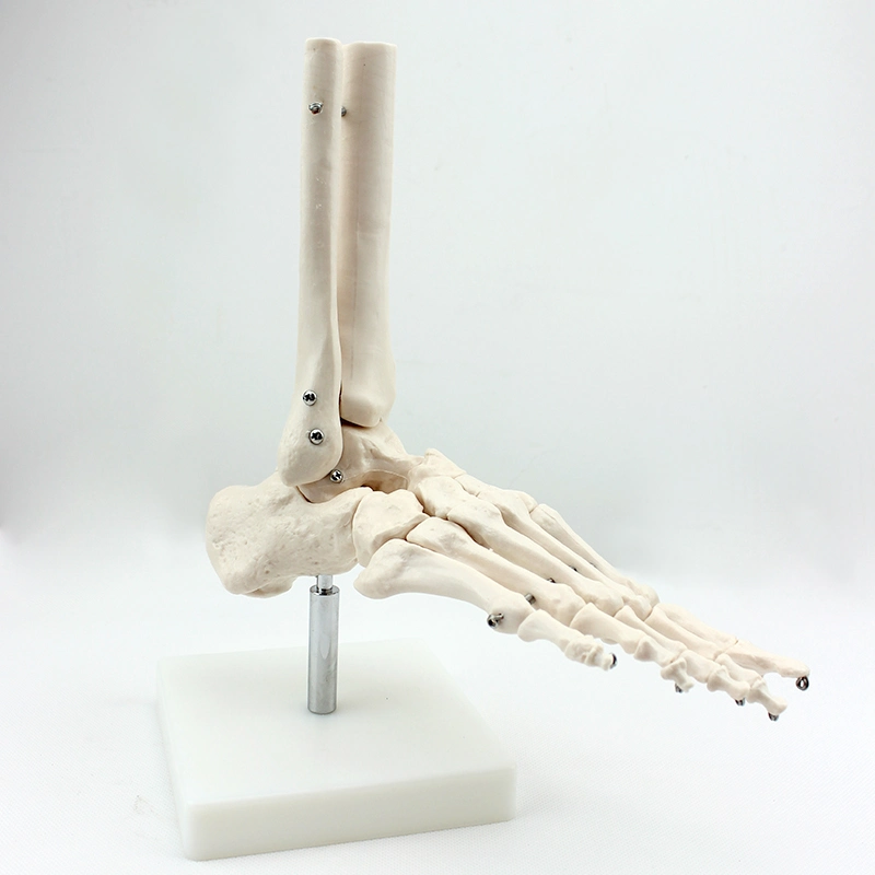 High Reproduction and Accuracy Medical Teaching Models Human Teaching Skeleton Foot Bone with Natural Size of PVC