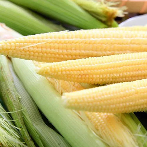 Premium Product and Great Price Canned Baby Corn in Brine 15oz. Wholesale Price Supplier From China