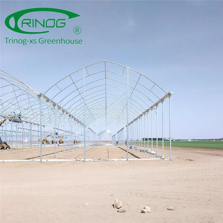 Large Multi-span Film Agriculture Greenhouse for Hydroponics Growing