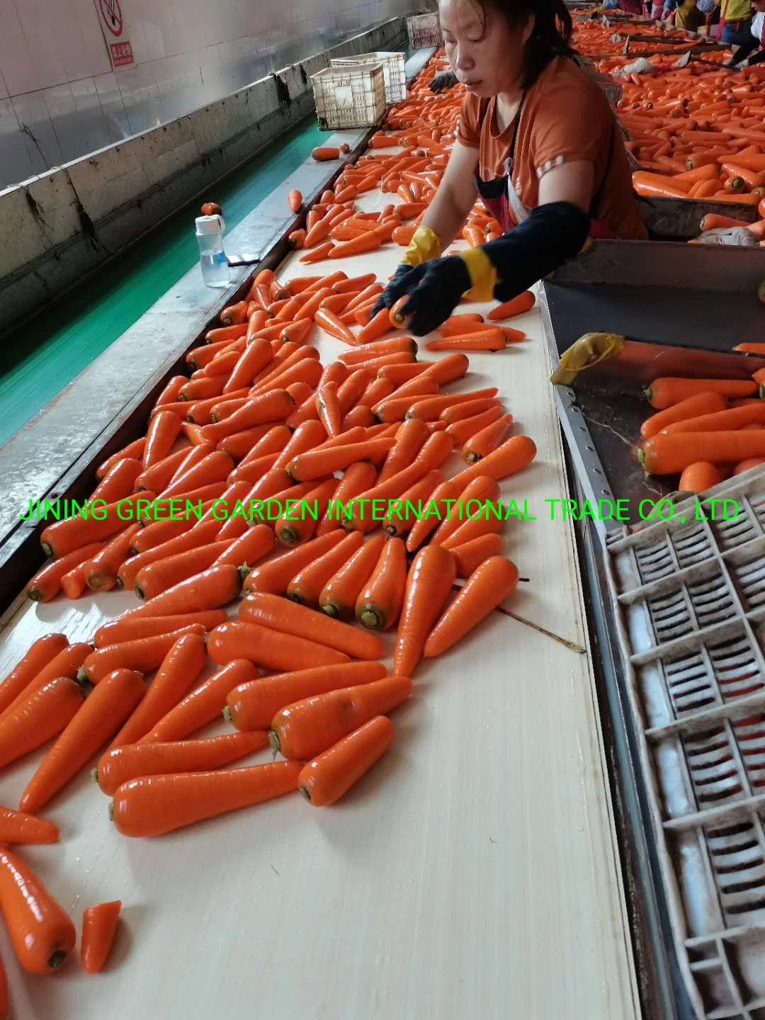 2022 نيو Crop Fresh Carrot Long Shape Clean and Sweet مطعم تيكزكور كاروت كاروت جيد الجودة مطعم كارروت الصين ببغاء طازج عينة مجانية من السعر المنخفض عالي الجودة