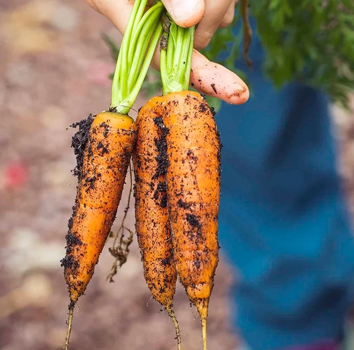 Frutas de dedo pequeño saludable semillas de zanahoria crujiente y dulce