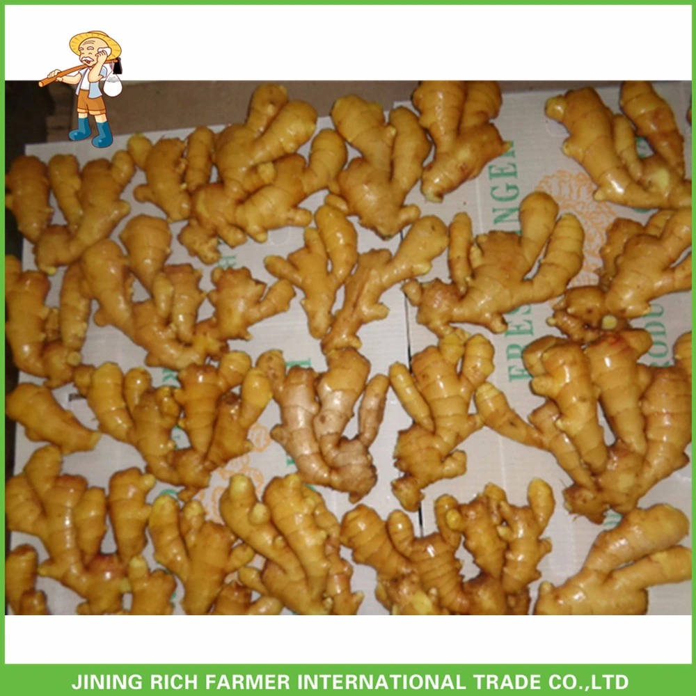 Hot Sale China Dry Ginger New Crop Chinese Fresh Ginger for Export