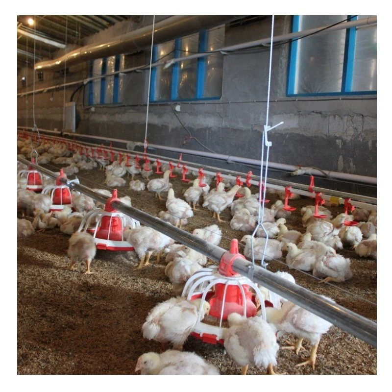 Avícola derramado Design prático compartimento de frangos de equipamentos do Sistema de Alimentação