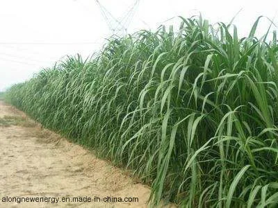 Energy Crops Grass Biogas Plant/Project