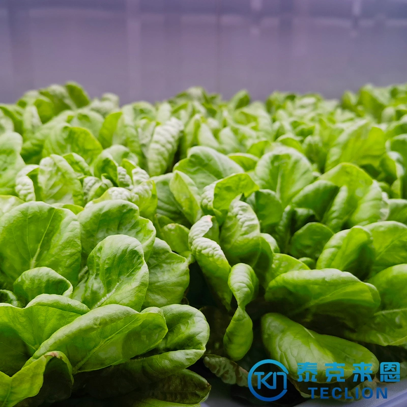 Smart Water and Fertilizer Irrigation System Greenhouses Container Farm for Cultivation Leaf Vegetables