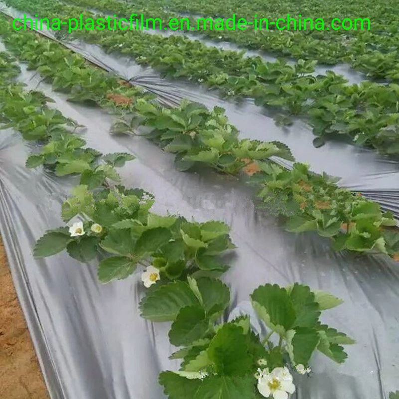 Agricultural Plastic Poly Cover Film with Silver and Black / 30 Microns Strawberry Mulch Film