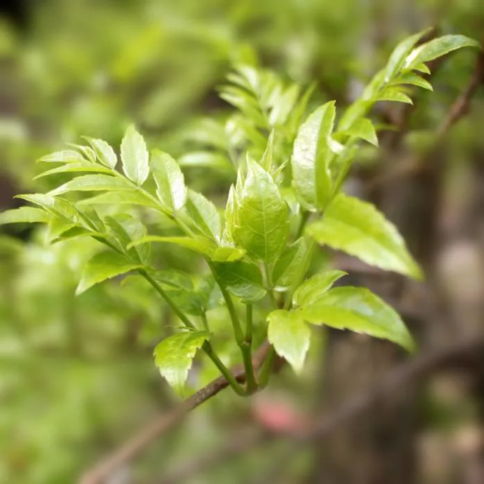 Polvo de dihidromiricina natural 10%~98% DHM/dihidromiricina 98% Extracto de té de Vine