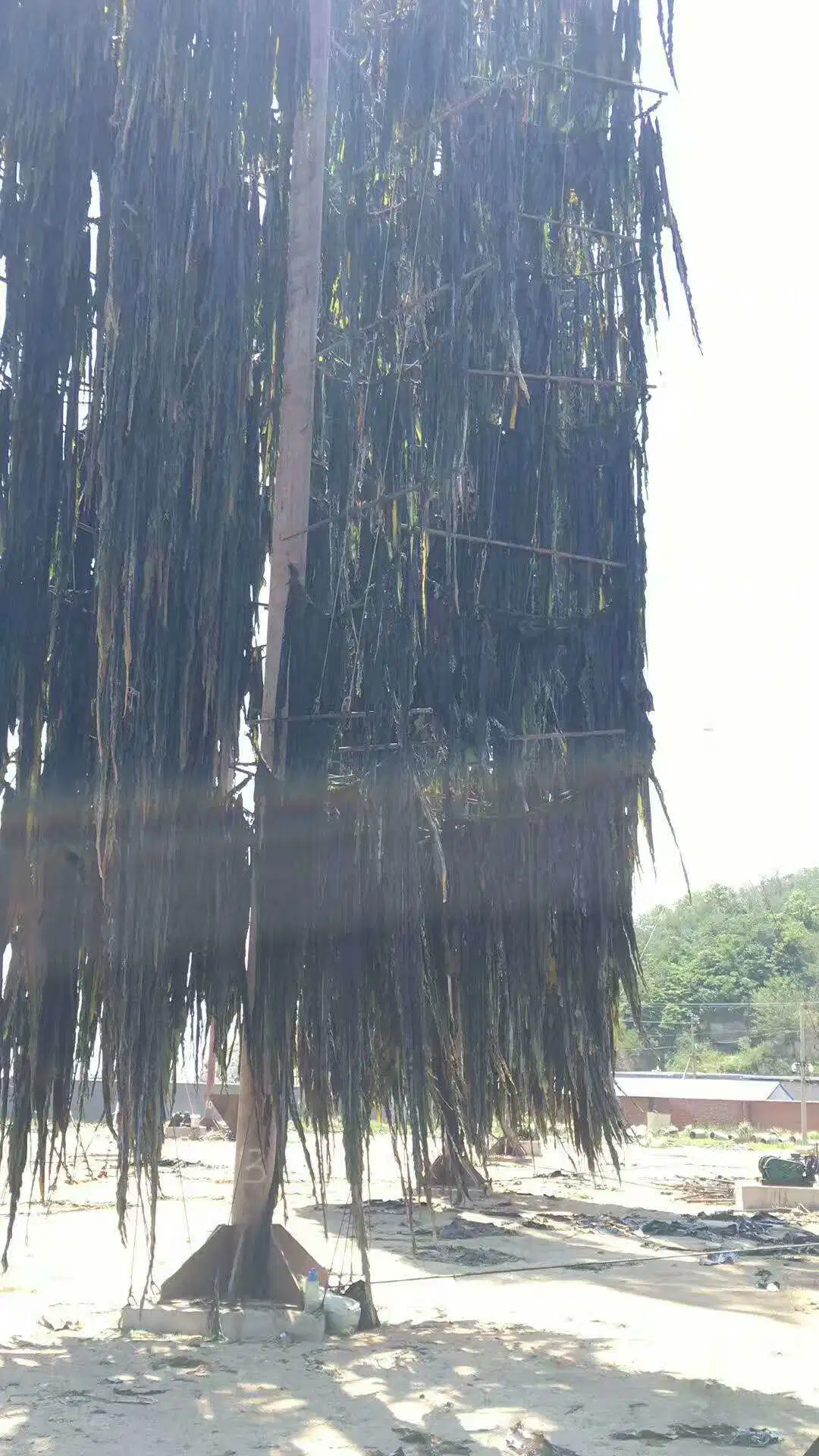 Usine séchées au soleil d'alimentation déchiqueté Laminaria japonica varech séché couper