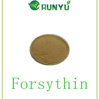 Hot vendre le produit Forsythia Suspensa Fruit Extract Forsythin 2%