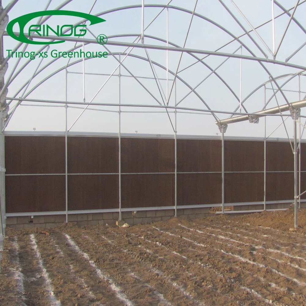 Auto Vent EU type Multi-Span poly film commercial Greenhouse frame for cucumber